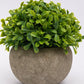 VON CASA Artificial Flower with Pot, Green, Plastic