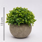 VON CASA Artificial Flower with Pot, Green, Plastic