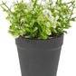 VON CASA Artificial White Flower Potted Plant - Black Pot