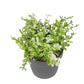 VON CASA Artificial White Flower Potted Plant - Black Pot