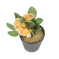 VON CASA Realistic Artificial Bonsai Fake Rose Flower Plant Black Pot