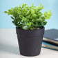 VON CASA Artificial Flower Potted Plant - Black Pot